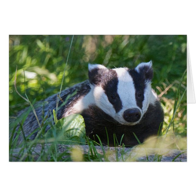 British Badger Card (Vorderseite (Horizontal))