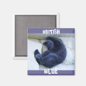 BRITISH BLUE CAT MAGNET (Vorderseite/Rückseite)