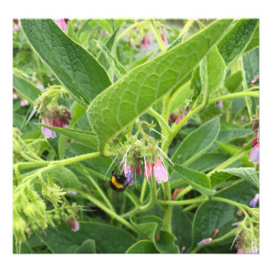 British Bumble Bee on Wild Common Comfrey Fotodruck