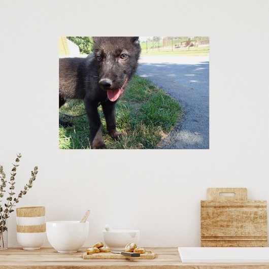 British Columbian Wolf Pup Poster (Küche)