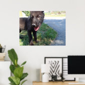 British Columbian Wolf Pup Poster (Heimbüro)