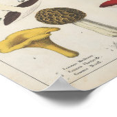 British Fungi | Charlotte Mary Yonge Poster (Ecke)