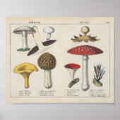 British Fungi | Charlotte Mary Yonge Poster (Vorne)