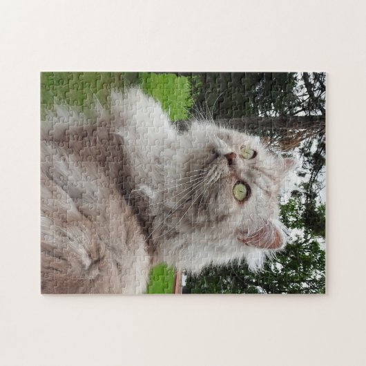 British Longhair Cat - Schokolade, Silver Tabby Puzzle (Horizontal)