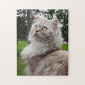 British Longhair Cat - Schokolade, Silver Tabby Puzzle (Vertikal)