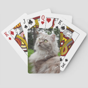 British Longhair Cat - Schokolade, Silver Tabby Spielkarten