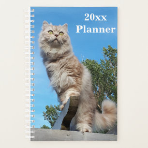 British Longhair Cat Yeomplaner - Klein Planer