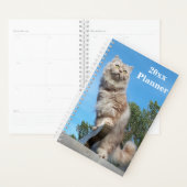 British Longhair Cat Yeomplaner - Klein Planer (Anzeige)