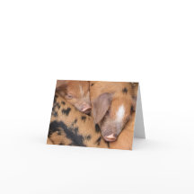 British Oxford Sandy & Black Niedlich Little Piggi