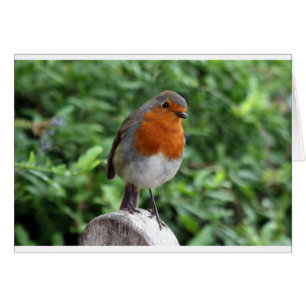 British Robin
