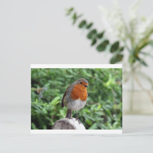 British Robin Postkarte (Stehend Vorderseite)