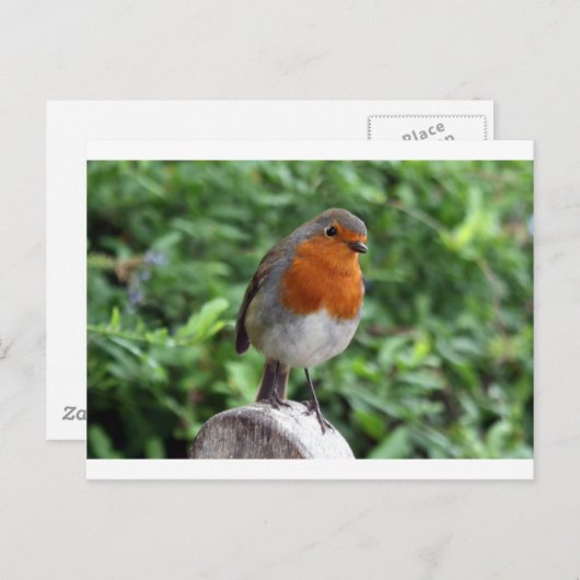 British Robin Postkarte (Vorne/Hinten)