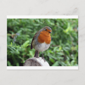 British Robin Postkarte