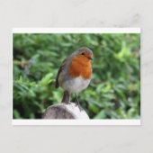 British Robin Postkarte (Vorderseite)