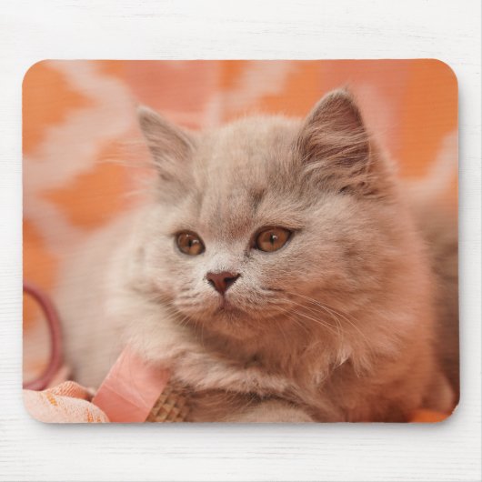 British shorthair, British longhair, Lilac Mousepad (Vorne)