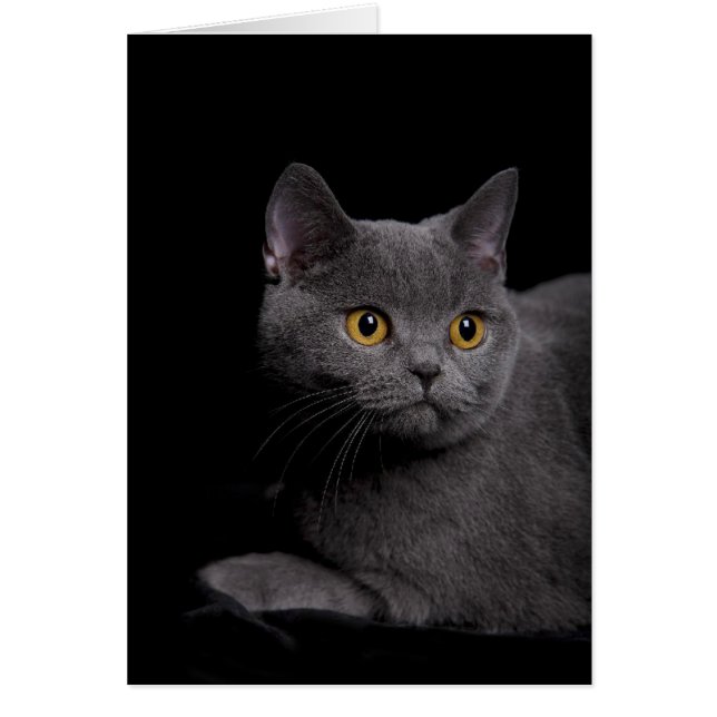 British Shorthair Card (Vorne)