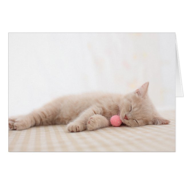 British Shorthair Cat (Vorderseite (Horizontal))