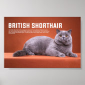 British Shorthair Cat Breed Poster (Vorne)