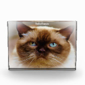 British Shorthair Cat Fotoblock (Vorderseite)