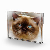 British Shorthair Cat Fotoblock (Rechts)