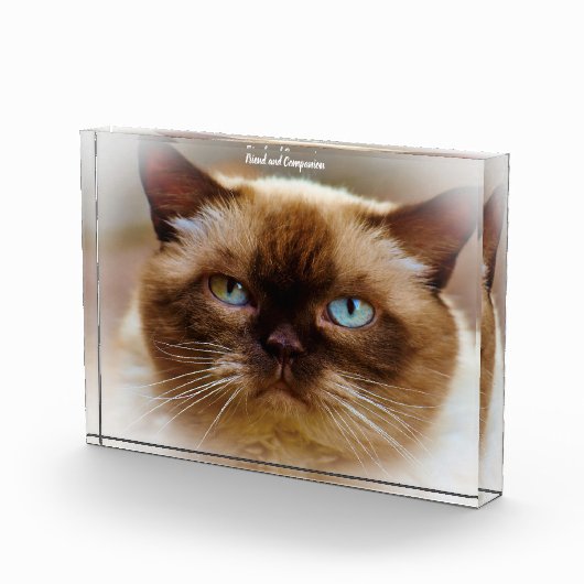 British Shorthair Cat Fotoblock (Rechts)