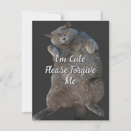 British Shorthair Cat Kitty - Back Apology Card (Vorderseite)