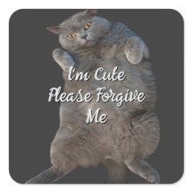 British Shorthair Cat Kitty - Back Apology Card