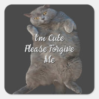 British Shorthair Cat Kitty - Back Apology Card