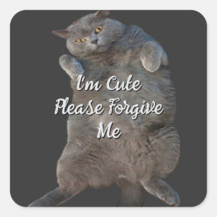 British Shorthair Cat Kitty - Back Apology Card Quadratischer Aufkleber