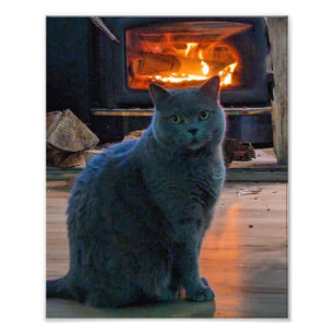 British Shorthair Cat Kitty Fireplace Fotodruck