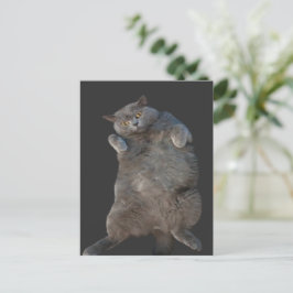 British Shorthair Cat Kitty Lay auf der Rückseite Postkarte