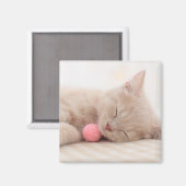 British Shorthair Cat Magnet (Vorderseite/Rückseite)