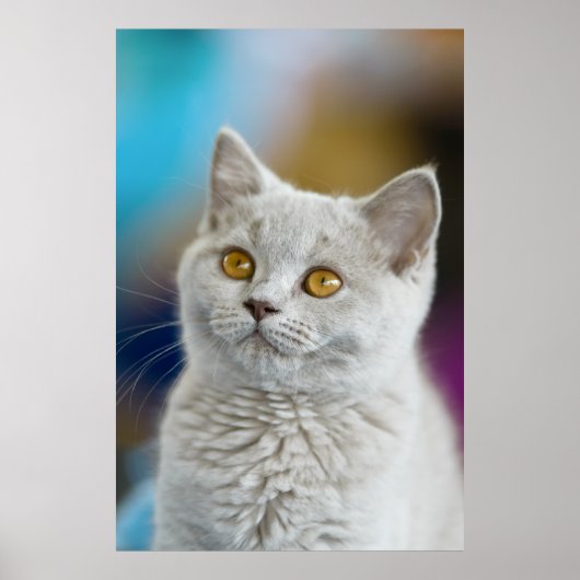 British Shorthair Cat Poster (Vorne)