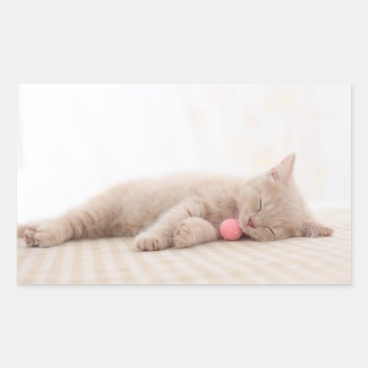 British Shorthair Cat Rechteckiger Aufkleber (Vorderseite)