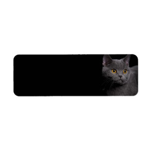 British Shorthair Cat Return Address Label