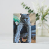 British Shorthair Gray Cat Kitty Lay Hanging Postkarte (Stehend Vorderseite)