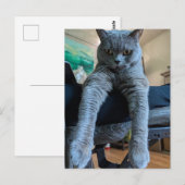 British Shorthair Gray Cat Kitty Lay Hanging Postkarte (Vorne/Hinten)