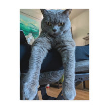 British Shorthair Gray Cat Kitty Lay Hanging