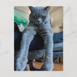 British Shorthair Gray Cat Kitty Lay Hanging Postkarte