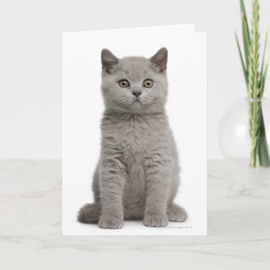 British Shorthair Kitten (10 Wochen alt) 2 Karte (Vorderseite)