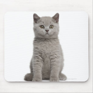 British Shorthair Kitten (10 Wochen alt) 2 Mousepad
