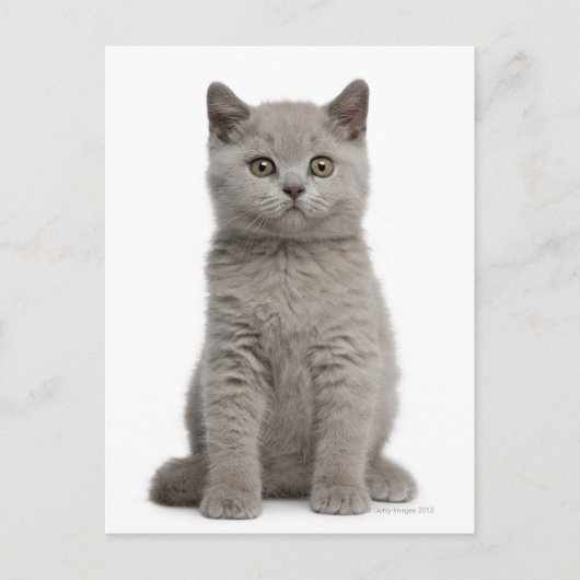 British Shorthair Kitten (10 Wochen alt) 2 Postkarte (Vorderseite)