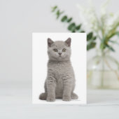 British Shorthair Kitten (10 Wochen alt) 2 Postkarte (Stehend Vorderseite)