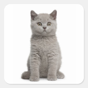 British Shorthair Kitten (10 Wochen alt) 2 Quadratischer Aufkleber