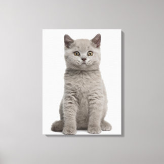 British Shorthair Kitten (10 Wochen alt) Leinwanddruck