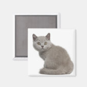 British Shorthair Kitten (10 Wochen alt) Magnet (Vorderseite/Rückseite)
