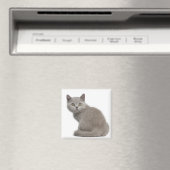 British Shorthair Kitten (10 Wochen alt) Magnet (In Situ (Geschirrspüler))