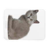 British Shorthair Kitten | 10 Wochen alt Magnet (Horizontal)