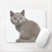 British Shorthair Kitten (10 Wochen alt) Mousepad (Mit Mouse)