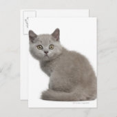 British Shorthair Kitten | 10 Wochen alt Postkarte (Vorne/Hinten)